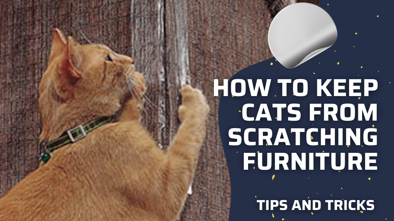 You are currently viewing How to Keep Cats from Scratching Furniture – Tips and Tricks